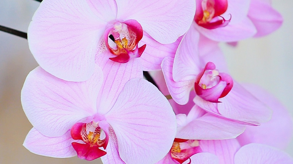 photo seance Laura Agathe Malatesta