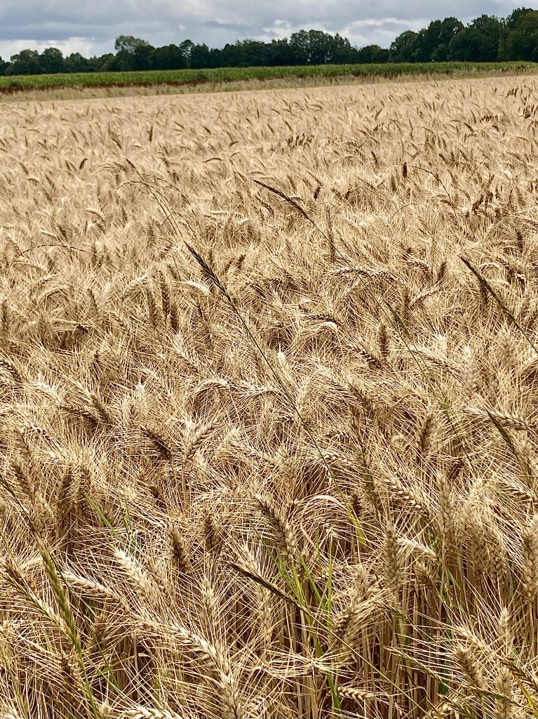 photo activite Véronique VASLIN