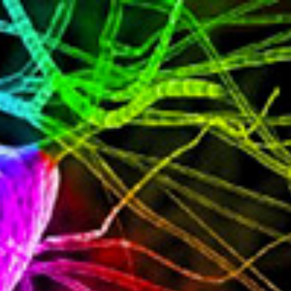 Biorésonance thérapie, santé et naturopathie