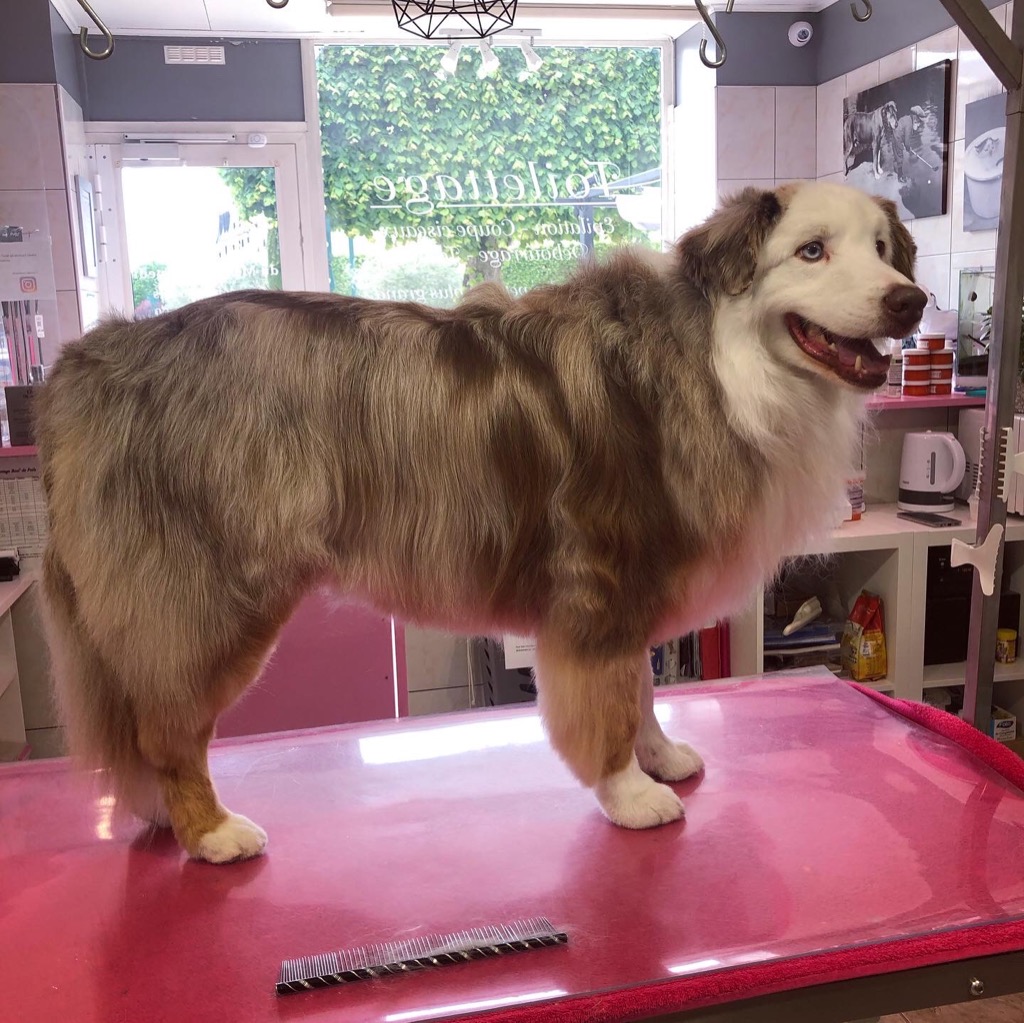 photo activite Boul' de Poils