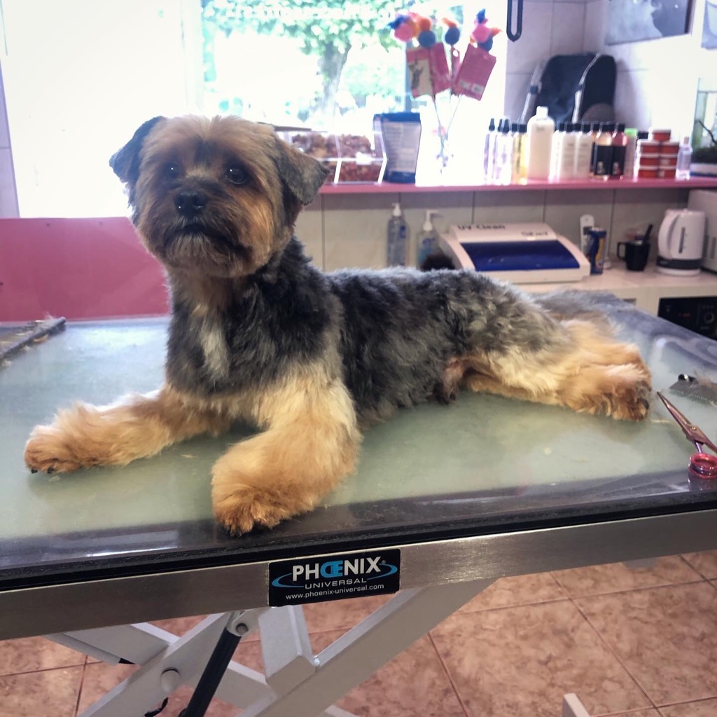 photo seance Boul' de Poils