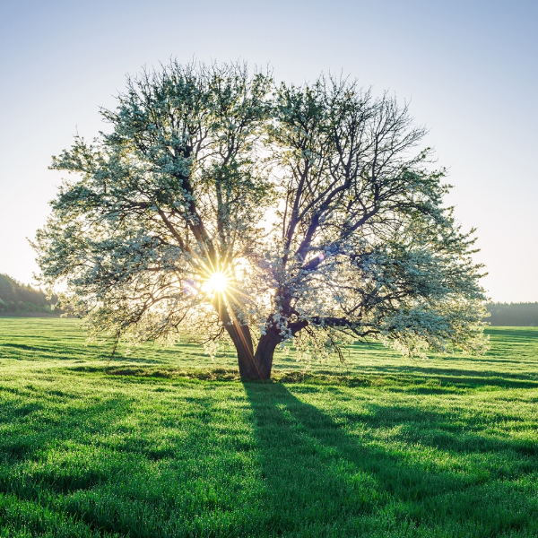 KAROLE PELLEGRINELLI