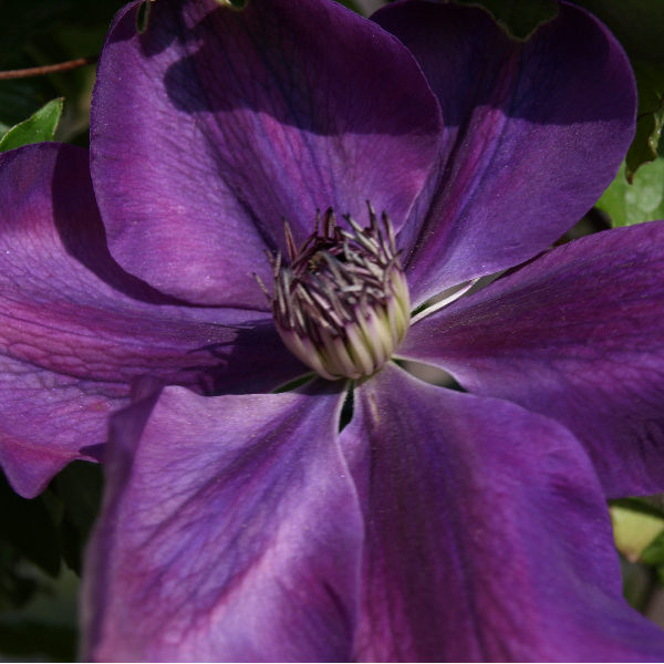 Audrey Bouvet-maréchal 