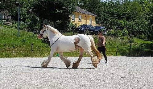 photo seance Ama-Ame  - Equicoaching Equi-sophrologie