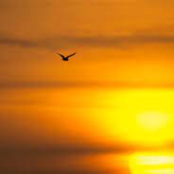 Estelle Scholler A l’aube de mon envol