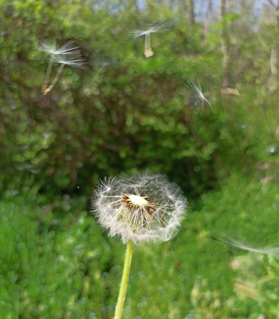 photo activite Jeanne EVANGELISTA