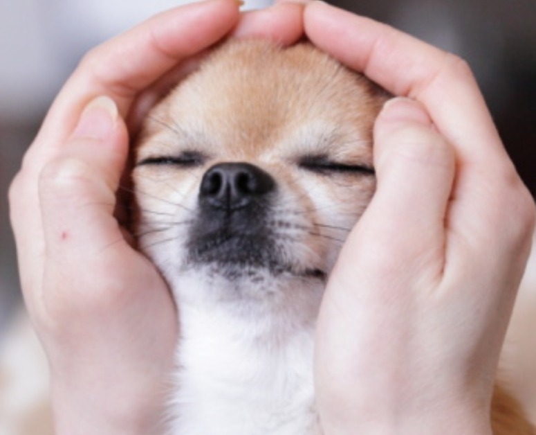 photo seance Energy Zen 