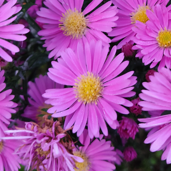 Sam’semble NATurel