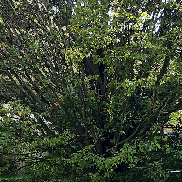 Francelise Naturopathe