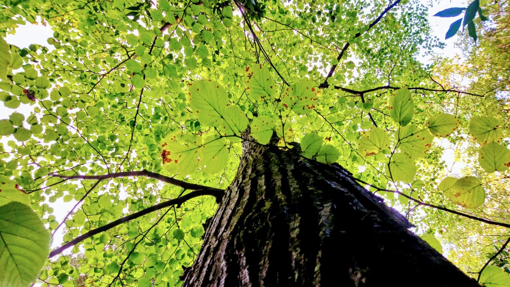 photo diplome D’âme Verveine