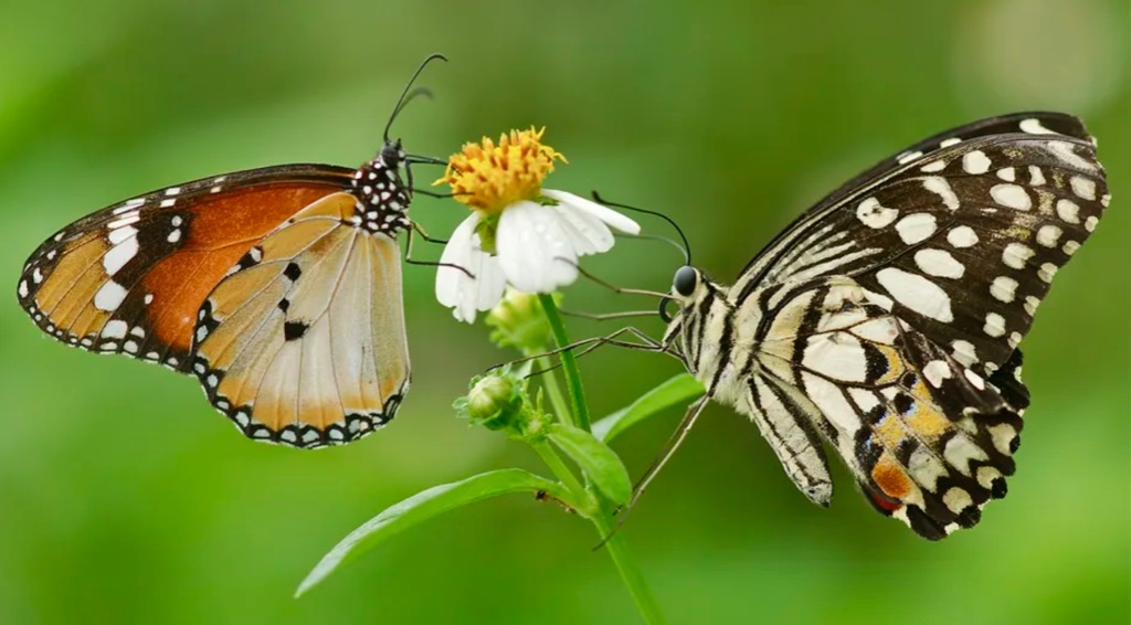 photo cabinet ANGELE BUISSET