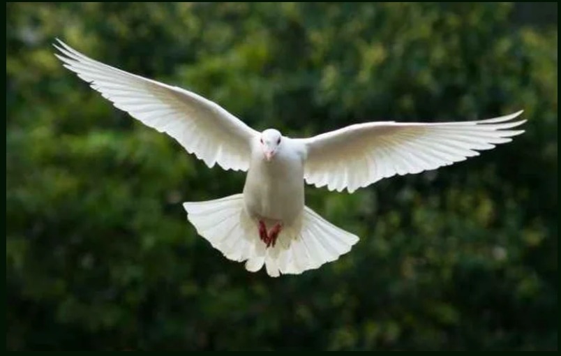 photo seance ANGÉLIQUE BUISSET