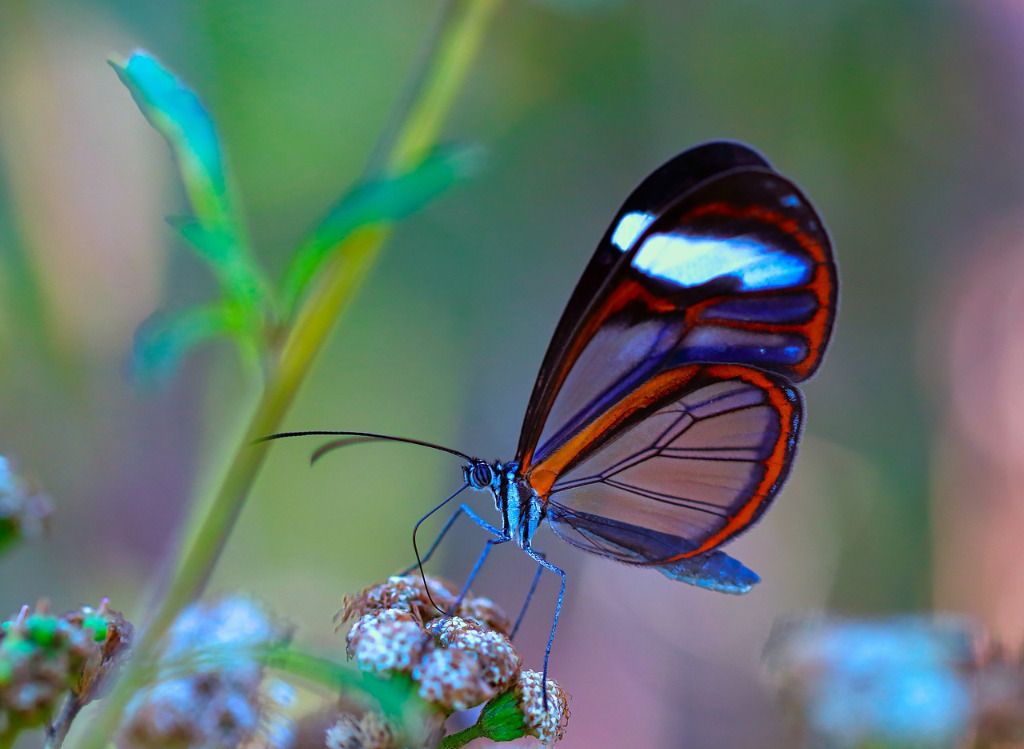 photo cabinet Catherine PENA