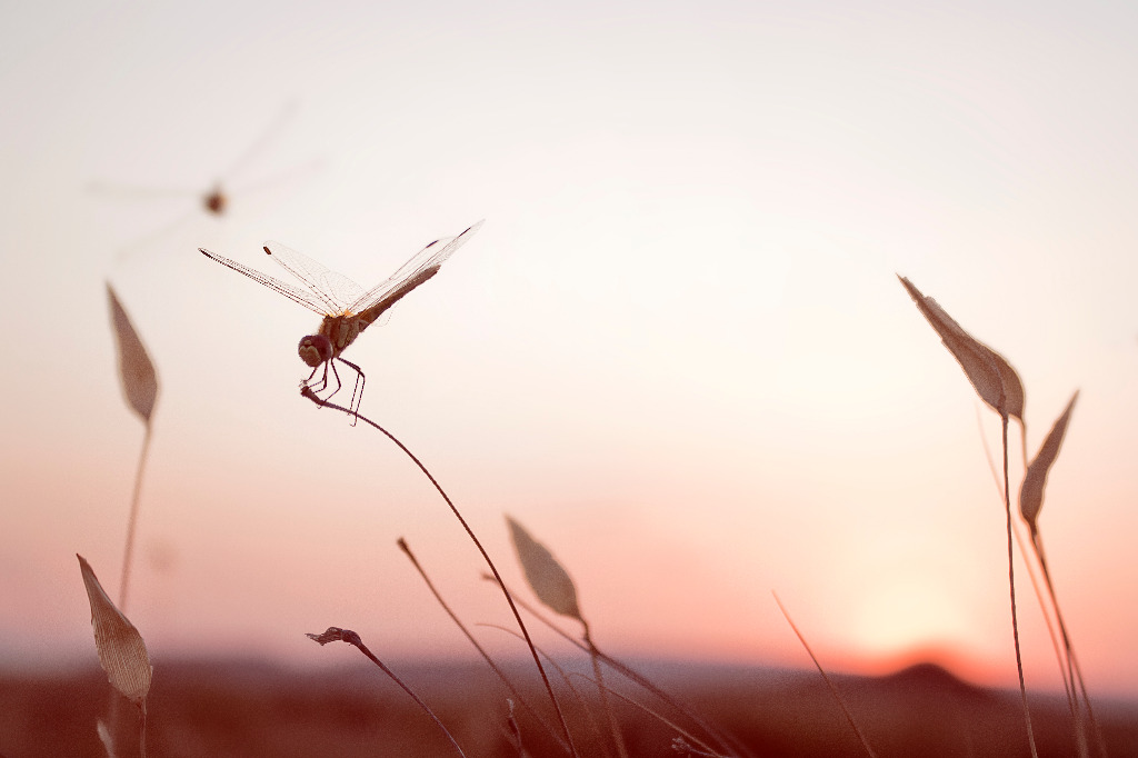 photo cabinet Claire Oginski