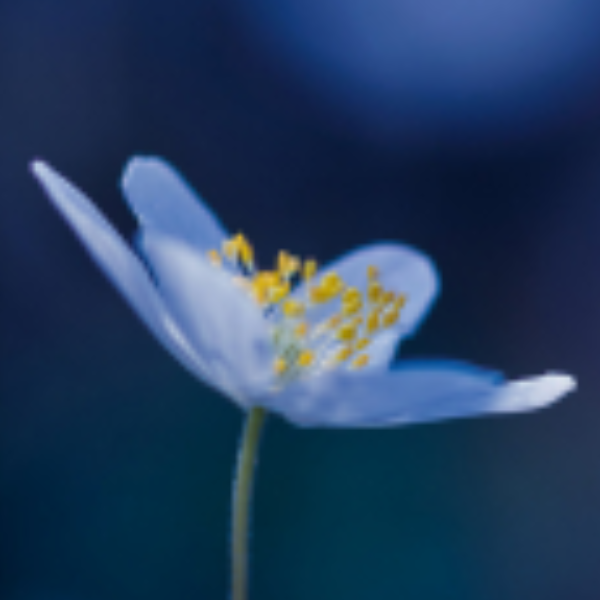 Joana Lataste réflexologie