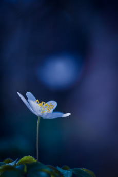 photo portrait Joana Lataste réflexologie holistique