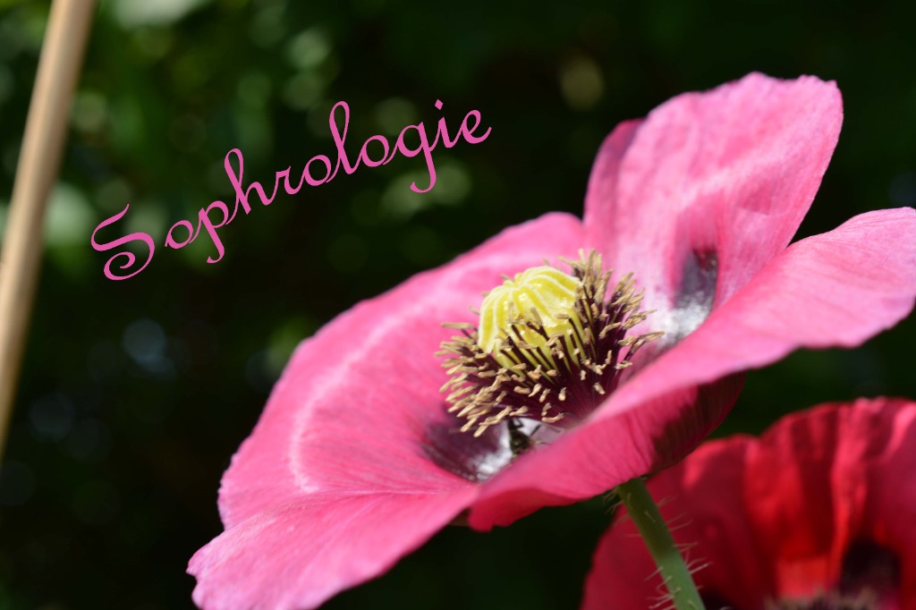 photo seance Ludovic Dumortier Sophrologue