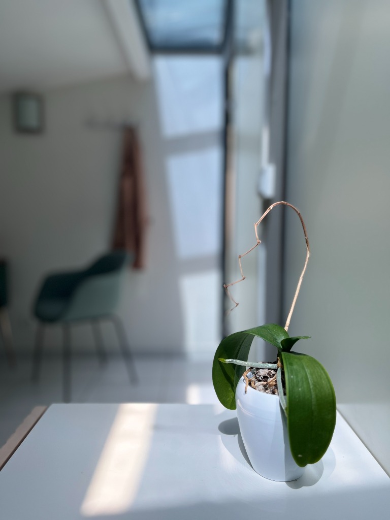 photo cabinet Claire Boissier