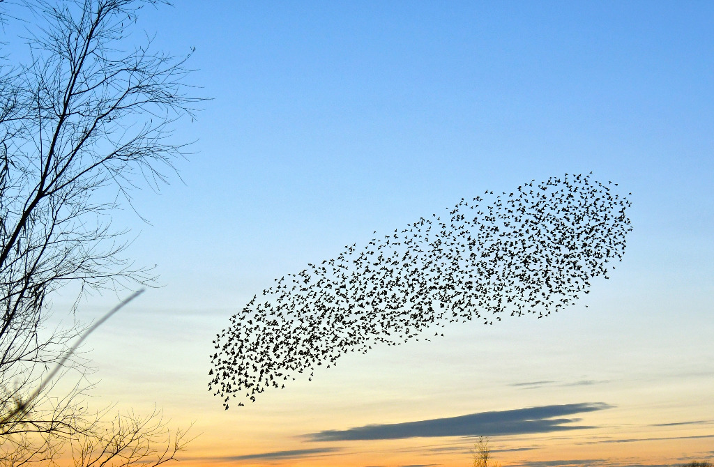 photo activite Murmurations
