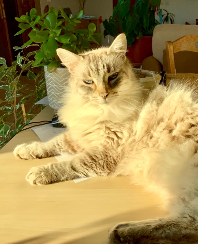 photo cabinet Cécile Guillaume 