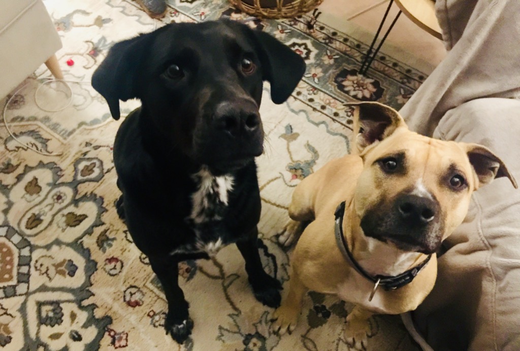 photo diplome Cécile Guillaume 