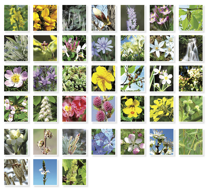 photo diplome MARJORIE / Psychologie Energétique