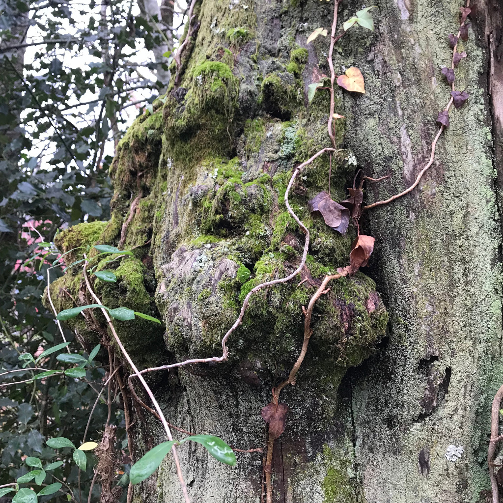 photo activite Sabrina Sophrologie