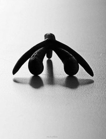 photo activite Eros Harmonie