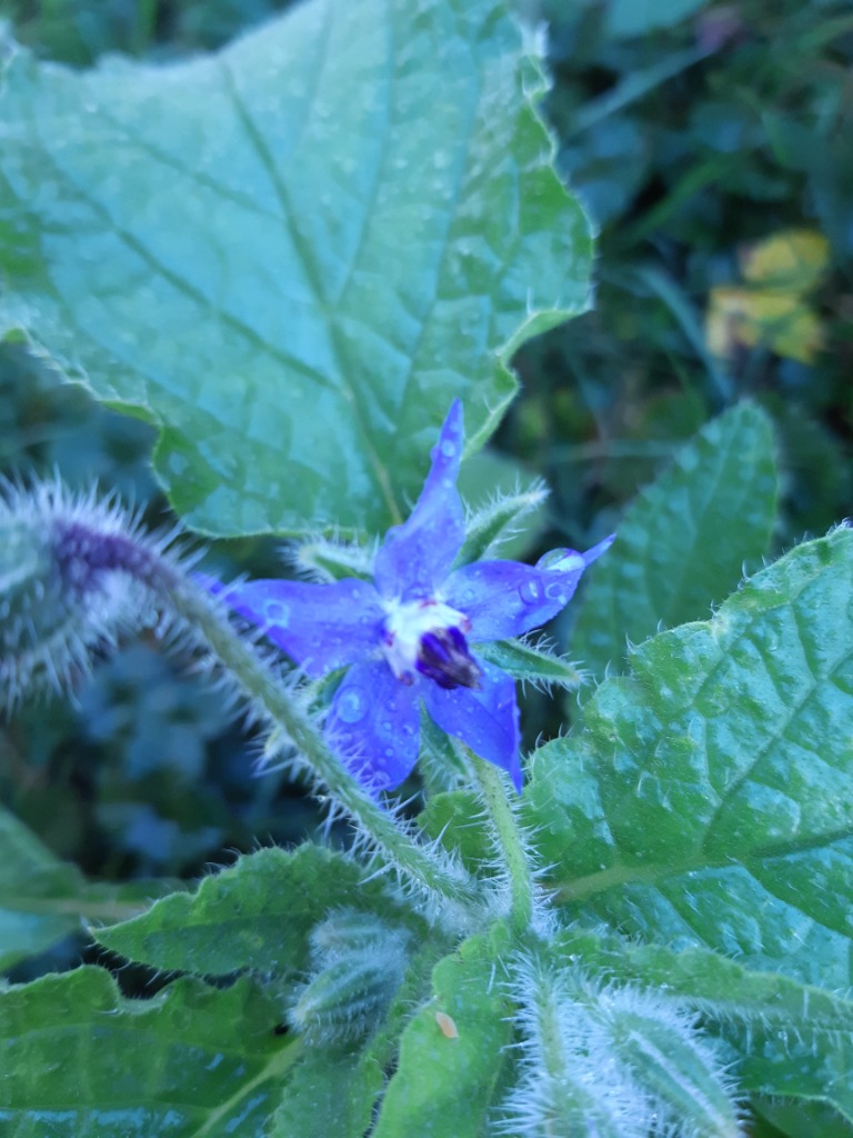 photo activite Sandrine GILHET-MAILFAIT - Simpl’essens