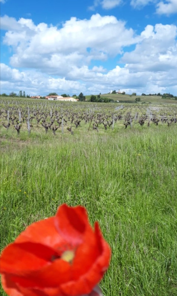 photo cabinet Pauline Fortin