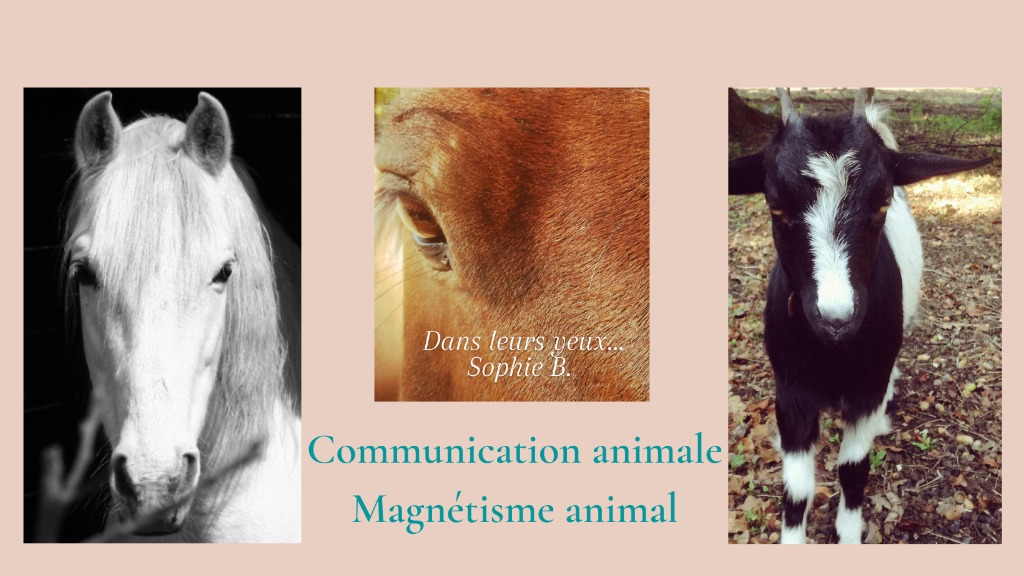 photo cabinet Sophie Bruna