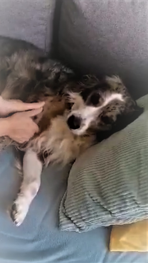 photo seance Nobah Naturopathe animalier