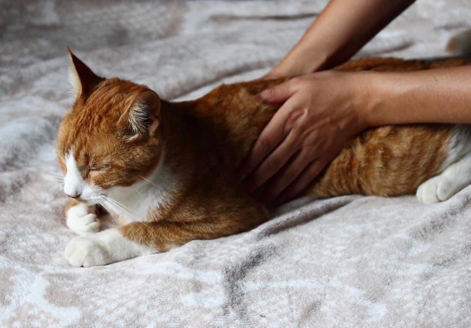 photo seance Mélanie Ramero Ostéopathe Animalier OA 537