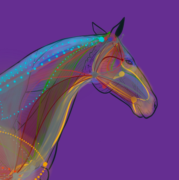 Isabelle Franzetti - Vétérinaire