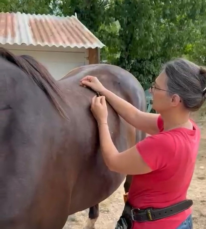 photo activite Isabelle Franzetti - Vétérinaire