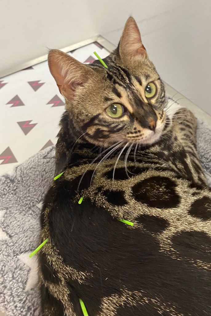 photo diplome Isabelle Franzetti - Vétérinaire