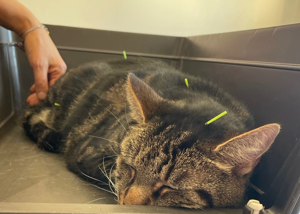 photo seance Isabelle Franzetti - Vétérinaire