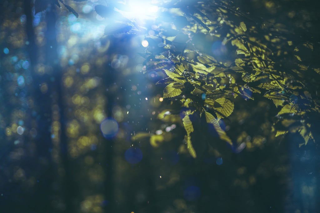 photo cabinet Lise Auffray