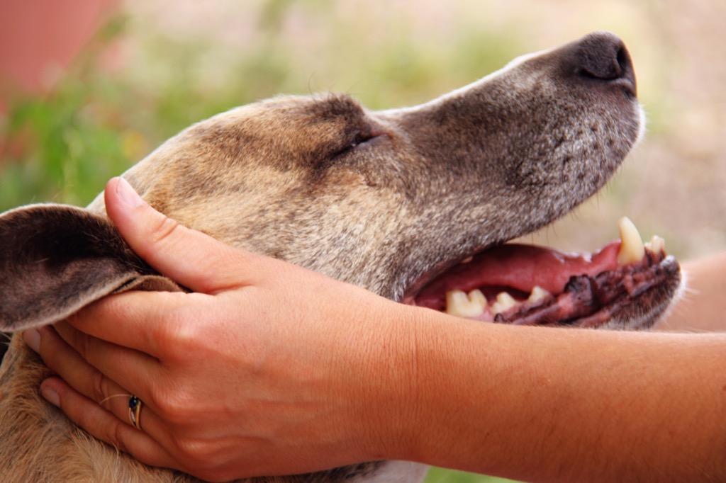 photo seance Lisa Soler - Shiatsu et Communication Animale