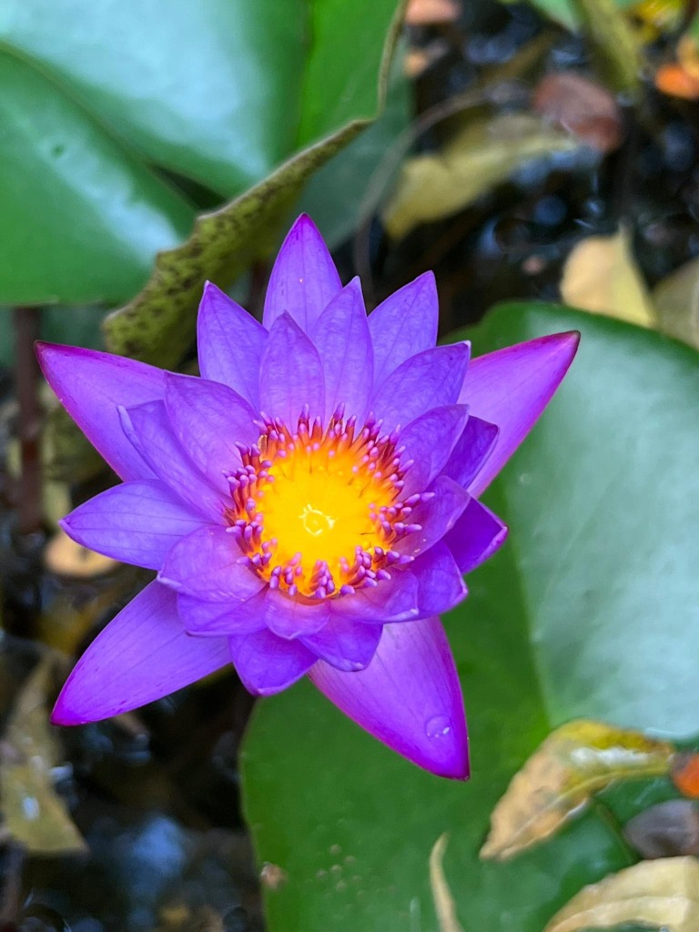 photo activite Trystana Peris-Roch