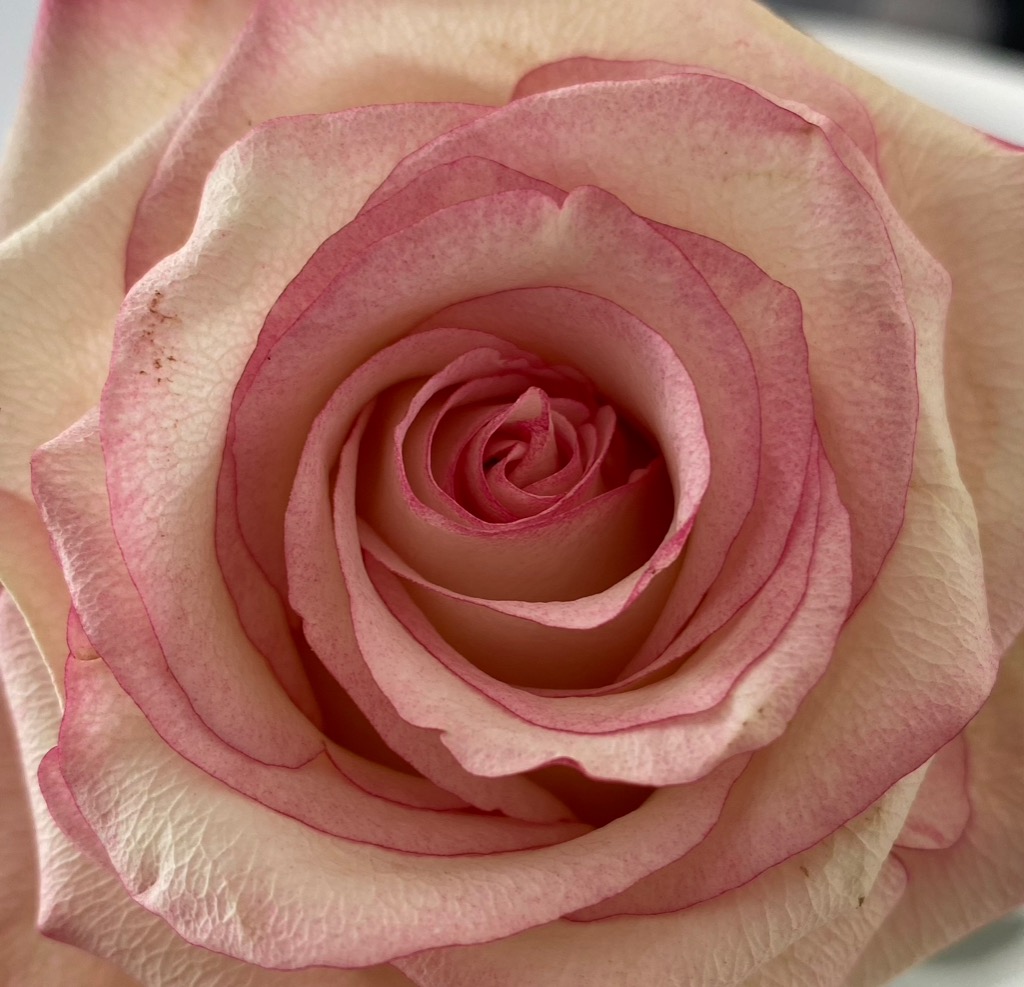 photo cabinet Olivia Costa