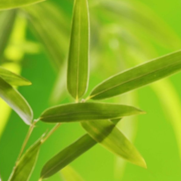 Les Clés du Bonheur