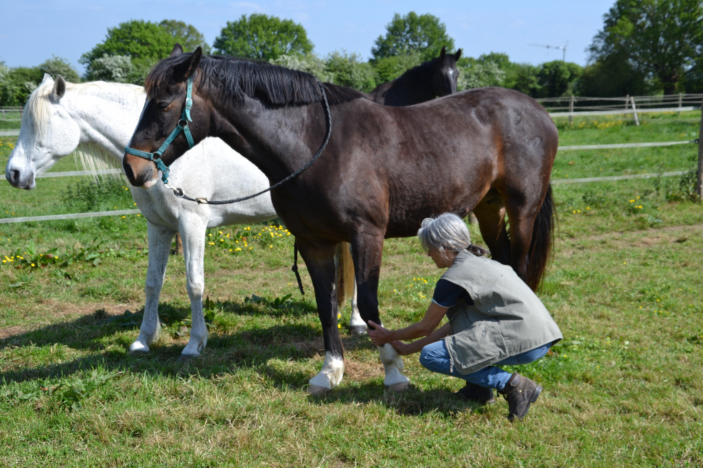 photo seance Anne VON ESTORFF - Shiatsu équin/humain