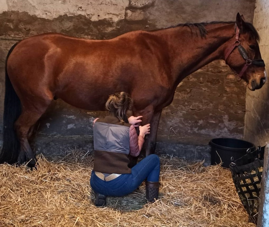 photo activite Krafft Ariane Shiatsu équin et canin