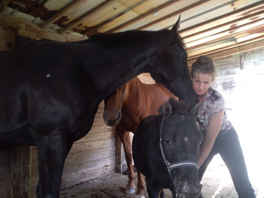 photo portrait Krafft Ariane Shiatsu équin et canin