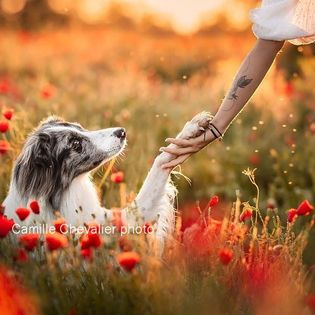 photo activite L’Onde Animale