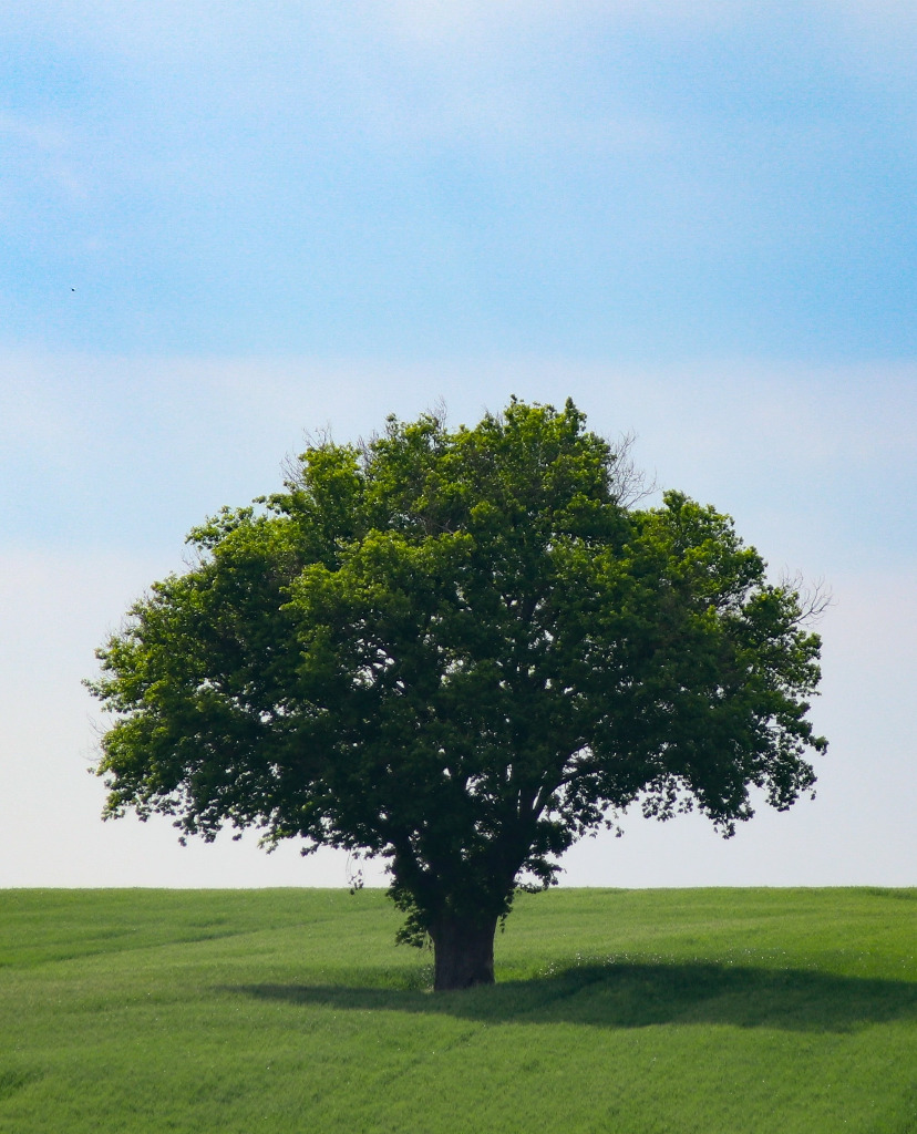 photo cabinet Laurent Comet