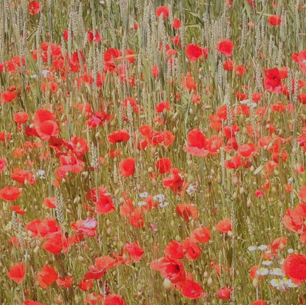 Aurore- Massage des tissus profonds et fascias