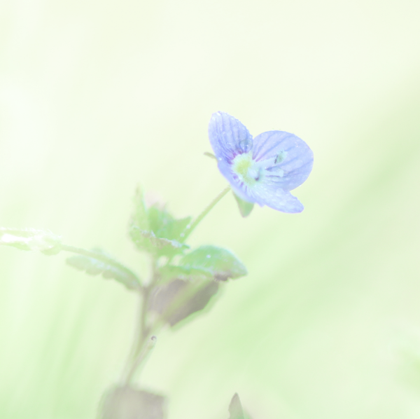 Mandy Naturopathie à domicile