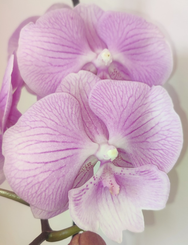 photo cabinet Valérie MOULARD